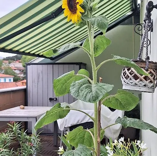 Castros Апартаменты Селорио